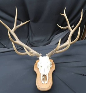 EUROPEAN ELK MOUNT