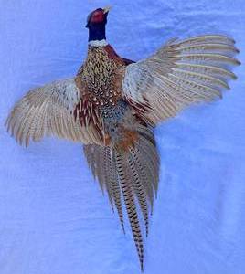 Ring Necked Pheasant Taxidermy