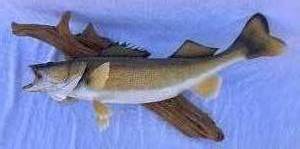 Walleye Taxidermy Mount