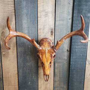 lot 12 image: Rustic Deer Skull Mount