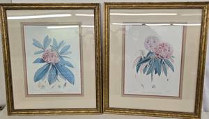 lot 159 image: Set of Framed Botanical Prints of The Rhododendron 