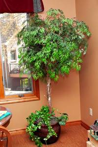 lot 26 image: Large Artificial Tree #2