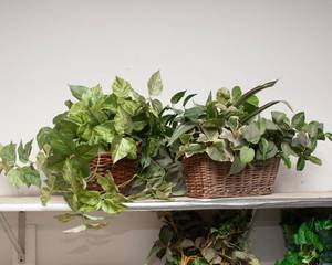 lot 194 image: Artificial Greenery #2