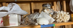 Sea Shells and more
