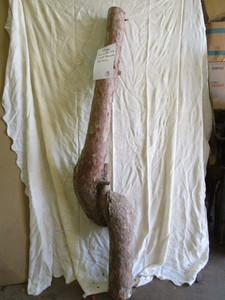 Curved Pine Log, 3-5D x 70L...