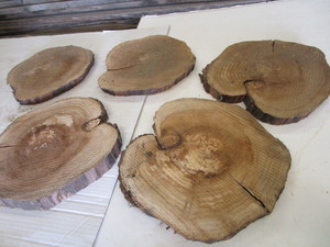 Five Butternut Rounds, 1 Thick, 12...