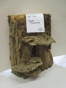 White Oak Trunk Remnant with Shelf ...