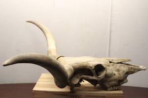 lot A-41 image: Authentic Longhorn Skull with Exposed Horns