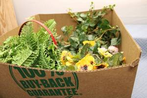lot 242 image: Large Assortment of Artificial Greenery Plants in Red Basket