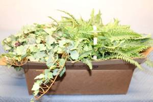 lot 266 image: Assorted Artificial Ferns and Ivy Arrangements in Baskets and Decorative Containers