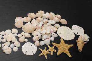 lot 569 image: Collection of Assorted Seashells and Starfish