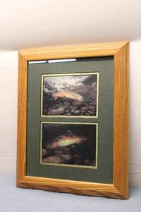 lot 304 image: Framed Pair of Trout Artwork Prints