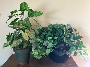 lot 150 image: Fabulous Faux Greenery