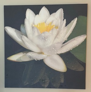lot 106 image: Large Water Lily Canvas Print