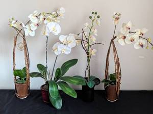 lot 165 image: Four Faux Orchid Plants
