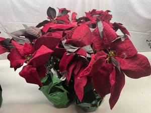 lot 11 image: 6 Red Red Pointsettas