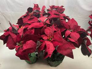lot 12 image: 6 Red Red Pointsettas