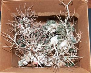 lot 317 image: Ceramic, Birch, and Soft Trees for Christmas Village