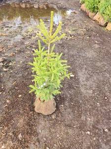 White Spruce 2-3