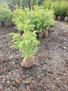 Colorado Spruce 2-3
