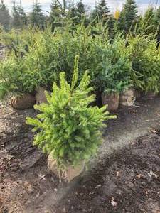 Serbian Spruce 3-4