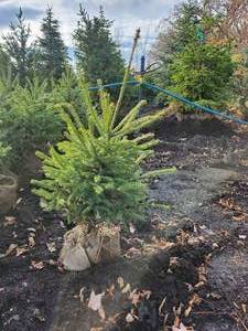 B&B Norway Spruce appx 4 tall