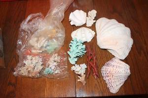 lot 218 image: Assortment of Decorative Coral and Shells - Great for Home Decor