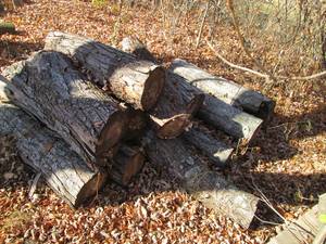 lot 162 image: Pile of cut tree sections for firew...