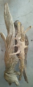 lot 51 image: Driftwood (3)
