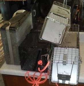 lot 72 image: Live Trap Variety
