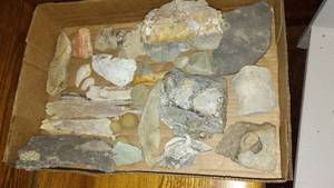 lot 161 image: Collection of Various Fossils and Geological Specimens. Loc D