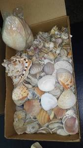 lot 209 image: Large Mixed Collection of Seashells and Sea Treasures - Assorted Types