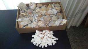 lot 210 image: Collection of Seashells and Coral Specimens