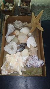lot 235 image: Collection of Assorted Shells and Sea Stars