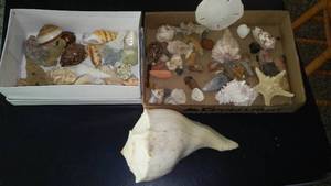 lot 236 image: Collection of Seashells and Coastal Decor Items