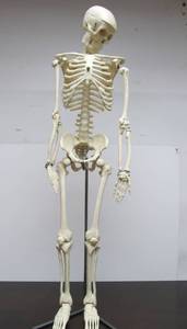 lot 61 image: Awesome Vintage Full Body Medical Skeleton Model - 32 Tall