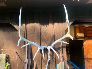 lot 3 image: Large Genuine Elk Antler Mount