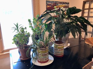 lot 186 image: Lot of Assorted Plants in Planters