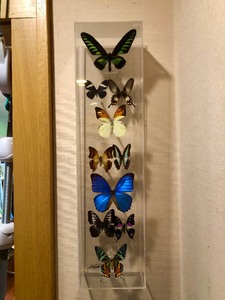 lot 116 image: Beautiful Genuine Tropical Butterfly Specimen in LuciteAcrylic Display Case - Signed by Maker