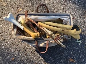 lot 247 image: Vintage Doctors Bag Full of Fake Skeleton Bones etc