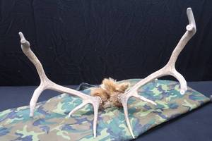 VINTAGE ANTLERS