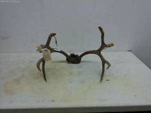 lot 267 image: Single Vintage Deer Antlers - Display Mount