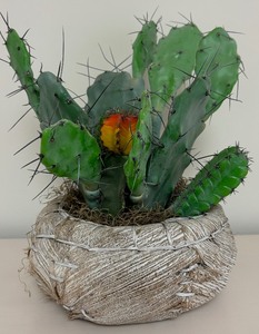 lot 67 image: Beautiful Wooden Woven Pot with Cactus Plant