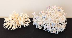 lot 121A image: Two Pieces of White Lace Coral