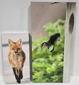 lot 46 image: Tom Knight Red Fox & Jumping Duckling Canvas Photography