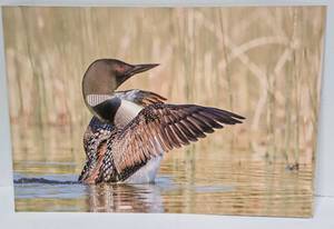 lot 81 image: Tom Knight Common Loon Wing Flap Floating Metal Wall Photography