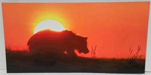 lot 126 image: Tom Knight Coastal Brown Bear Sunrise Floating Metal Wall Photography
