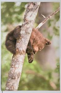 lot 148 image: Tom Knight Black Bear Cub Sleeping Floating Metal Wall Photography