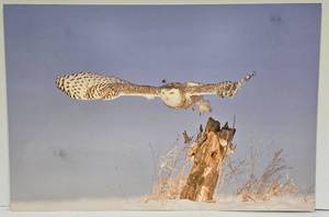 lot 169 image: Tom Knight Snowy Owl Takes Flight Floating Metal Wall Photography