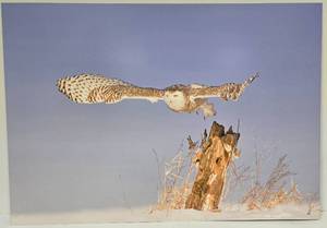 lot 142 image: Tom Knight Snowy Owl Takes Flight Floating Metal Wall Photography